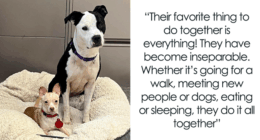 Two Completely Different Dogs Create The Most Beautiful Bond In A Shelter, And People Are Obsessed