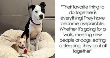 Two Completely Different Dogs Create The Most Beautiful Bond In A Shelter, And People Are Obsessed