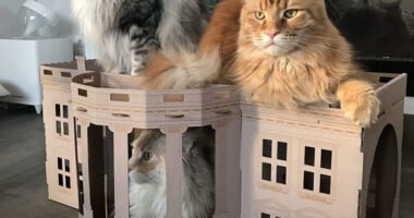 Unlike President Trump, These Cats Know Exactly What To Do In The White House