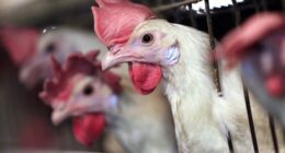 Wait, What? Chicken Rights Activists Are a Thing? Who Knew? – RedState