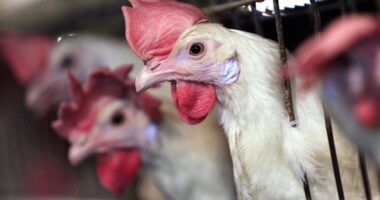 Wait, What? Chicken Rights Activists Are a Thing? Who Knew? – RedState