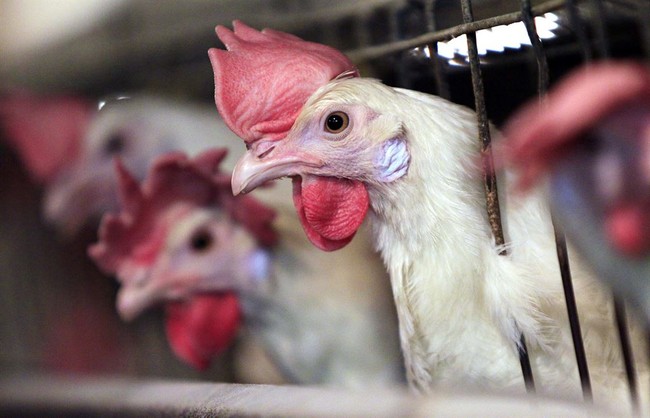 Wait, What? Chicken Rights Activists Are a Thing? Who Knew? – RedState