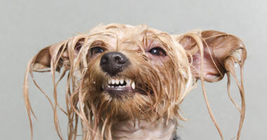 Wet Dog: Adorable Portraits Of Bathing Dogs by Sophie Gamand