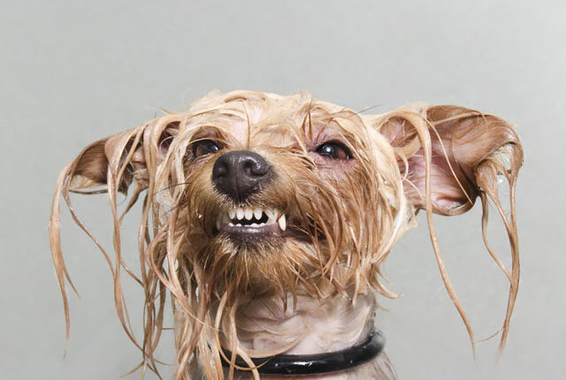 Wet Dog: Adorable Portraits Of Bathing Dogs by Sophie Gamand
