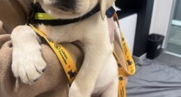 The latest litter of eight-week old Labradors from Seeing Eye Dogs Vision Australia recently visited the Daily Mail Australia offices