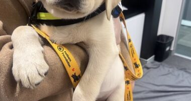The latest litter of eight-week old Labradors from Seeing Eye Dogs Vision Australia recently visited the Daily Mail Australia offices