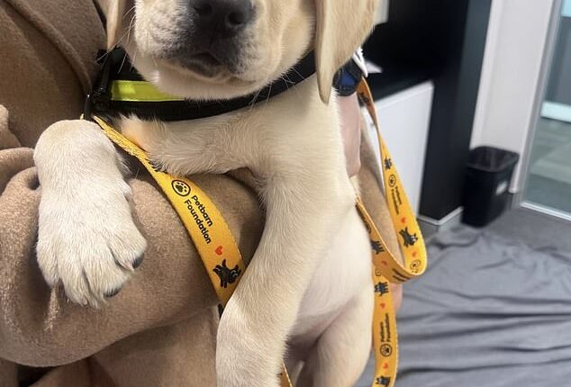 The latest litter of eight-week old Labradors from Seeing Eye Dogs Vision Australia recently visited the Daily Mail Australia offices