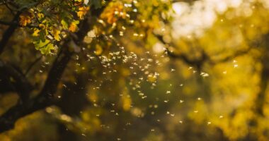 When is flying ant day 2025 in the UK and why does it happen?