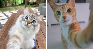 While You’re Away, Your Cat’s Taking Selfies (10 Pics)