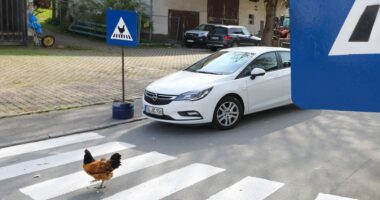 cynthia-sosa-florida-woman-allegedly-attacks-driver-after-they-hit-chicken-crossing-the-road Perla DeMiller