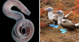 27 Unfiltered Fun Facts About Animals Being Total Weirdos