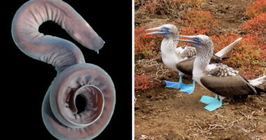 27 Unfiltered Fun Facts About Animals Being Total Weirdos