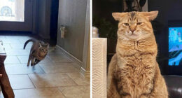 45 Adorable Cats Getting Ready For Takeoff With Their Aeroplane Ears From This Dedicated Page