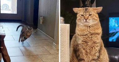 45 Adorable Cats Getting Ready For Takeoff With Their Aeroplane Ears From This Dedicated Page