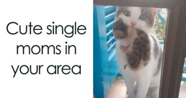 50 Funny Cat Photos Anyone Who Has Cats Should Appreciate