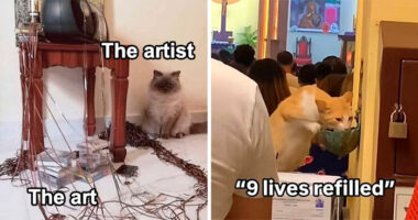 80 Times Cats Committed The Most Annoying Crimes But People Just Couldn’t Be Mad At Them (New Pics)