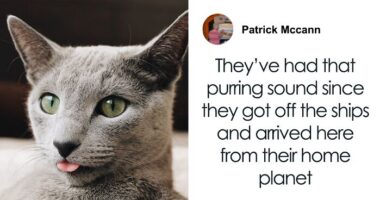 “A Great Surprise”: Scientists Stunned After Discovering How Cats Purr