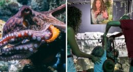 Aquarium Octopus Attacks 6-Year-Old Boy And Turns White The Next Time He Visits