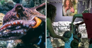 Aquarium Octopus Attacks 6-Year-Old Boy And Turns White The Next Time He Visits