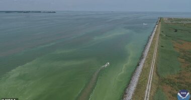 The National Centers for Coastal Ocean Science issued an alert for the western part of Lake Erie due to a bacterial bloom