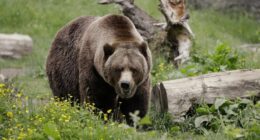 Bear Breaks Into Ice Cream Shop for a Big Serving of Straw-Bear-y – RedState