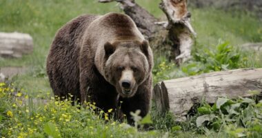 Bear Breaks Into Ice Cream Shop for a Big Serving of Straw-Bear-y – RedState