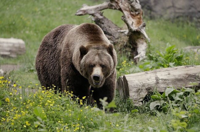 Bear Breaks Into Ice Cream Shop for a Big Serving of Straw-Bear-y – RedState