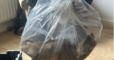 Britain’s ‘biggest rat’ found in Yorkshire home