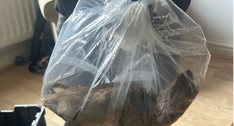 Britain’s ‘biggest rat’ found in Yorkshire home