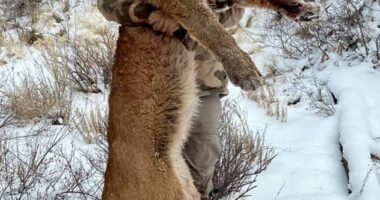Millionaire ranch trader Asher Watkins was out on safari with a professional hunter and an animal tracker on the trail of a prized 1.3-ton specimen bull last Sunday