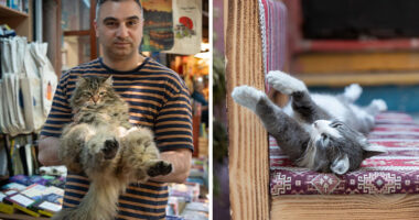 City Cats Of Istanbul: 30 Beautiful Moments Captured By Marcel Heijnen