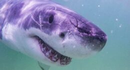 Climate change threatening ‘nature’s sharpest weapons’ as shark teeth appear to weaken