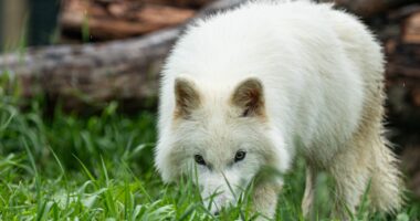 Khaleesi the dire wolf