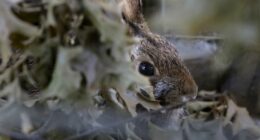 Could Colorado's Horned Bunnies Be the Source of the Jackalope Legend? – RedState