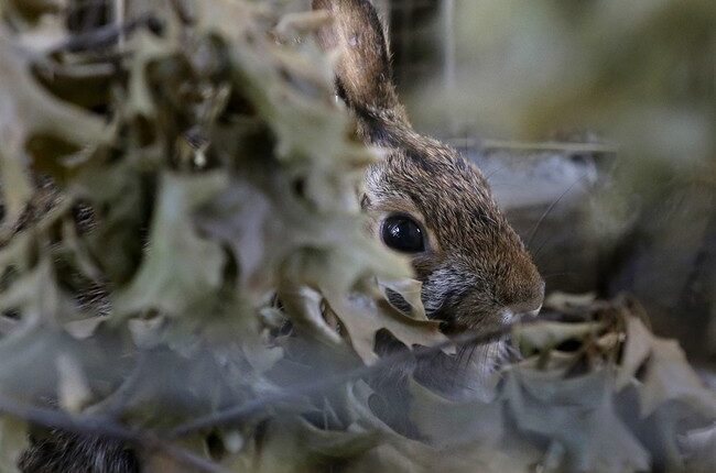 Could Colorado's Horned Bunnies Be the Source of the Jackalope Legend? – RedState