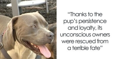 Dog Barks At A Stranger To Follow Him, Ends Up Leading Him To Two People In Dire Need Of Help