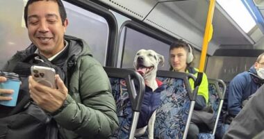 This clever pup stunned Sydney commuters by hopping on a bus and heading to the train station all by herself – now she's getting the VIP treatment while waiting for her humans