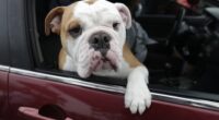 Dogging the Wrong Things for Their 'Climate Impact' – HotAir