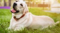 Labradors have been confirmed as Scotland’s most popular dogs