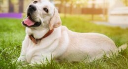 Labradors have been confirmed as Scotland’s most popular dogs