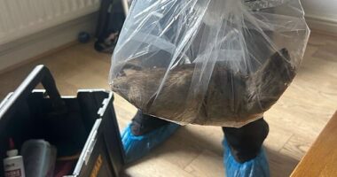 Hundreds of residents expressed their shock and disgust after a picture of an enormous 22-inch rat was posted on social media by Redcar and Cleveland councillors