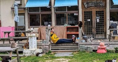 Reddit user RastroBoy challenged commenters to count how many cats they could find hiding in plain sight in this photo