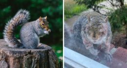 “First Rabbits, Now The Squirrels?”: ‘Zombie Squirrels’ With Oozing Flesh Terrify US Homeowners