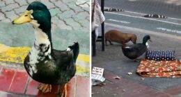 “Free Juan”: Celebrity Duck Gets A Lawyer, Sparks Mass Support After Being Removed From Popular Location