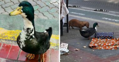 “Free Juan”: Celebrity Duck Gets A Lawyer, Sparks Mass Support After Being Removed From Popular Location