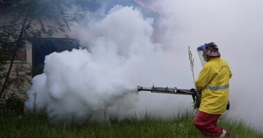 Chikungunya infections are most common in Asia, Africa and South America (Pictured: A municipal worker eradicating virus-spreading mosquitos in Asuncion, Paraguay)