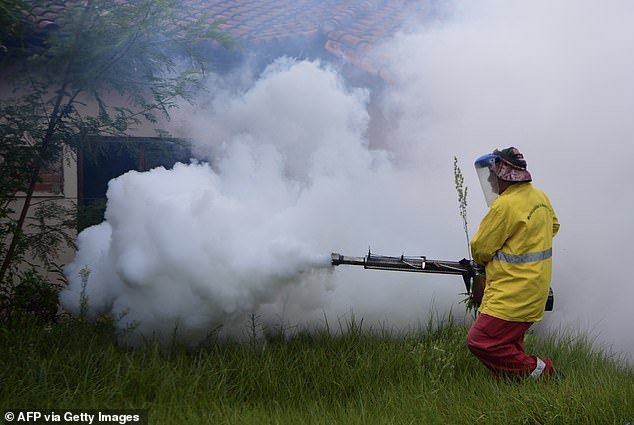 Chikungunya infections are most common in Asia, Africa and South America (Pictured: A municipal worker eradicating virus-spreading mosquitos in Asuncion, Paraguay)
