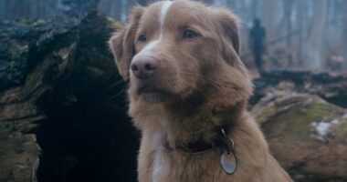 The horror film Good Boy, which features a dog as the lead, is dividing moviegoers ahead of its October release