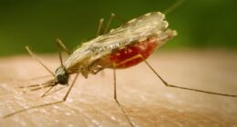 Health warning issued as new virus detected in UK for the first time