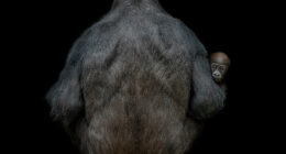 Here Are 40 Of The Most Striking Photographs, As Selected By All About Photo Magazine Awards 2023: “The Mind’s Eye”